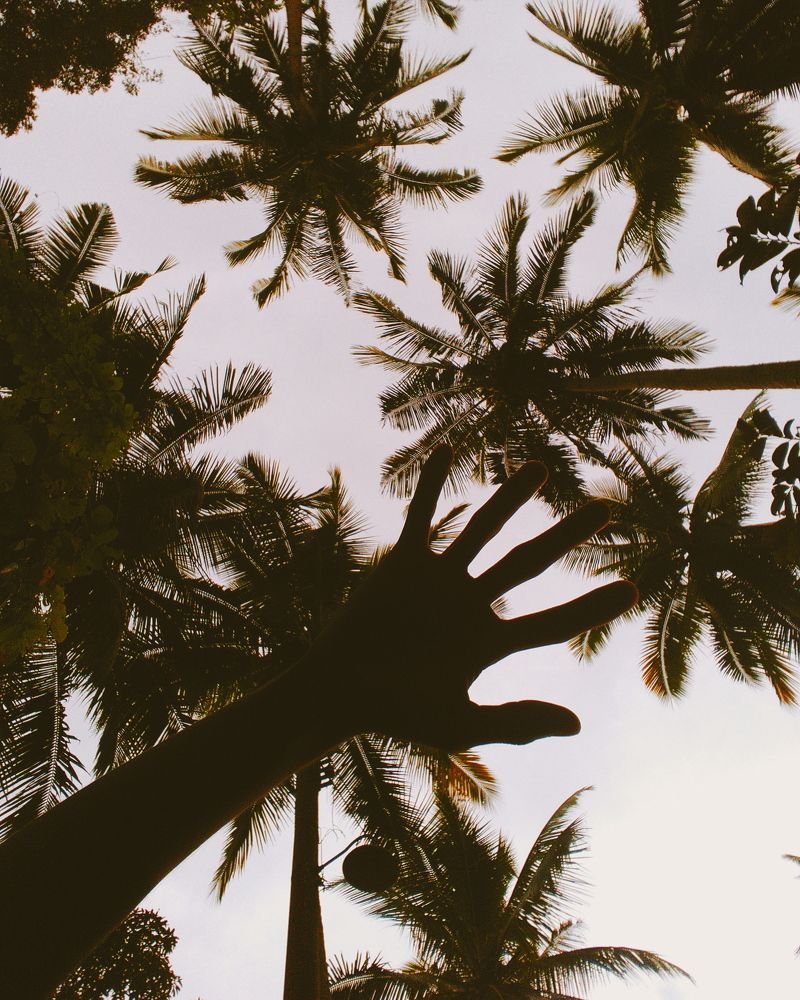The Palm