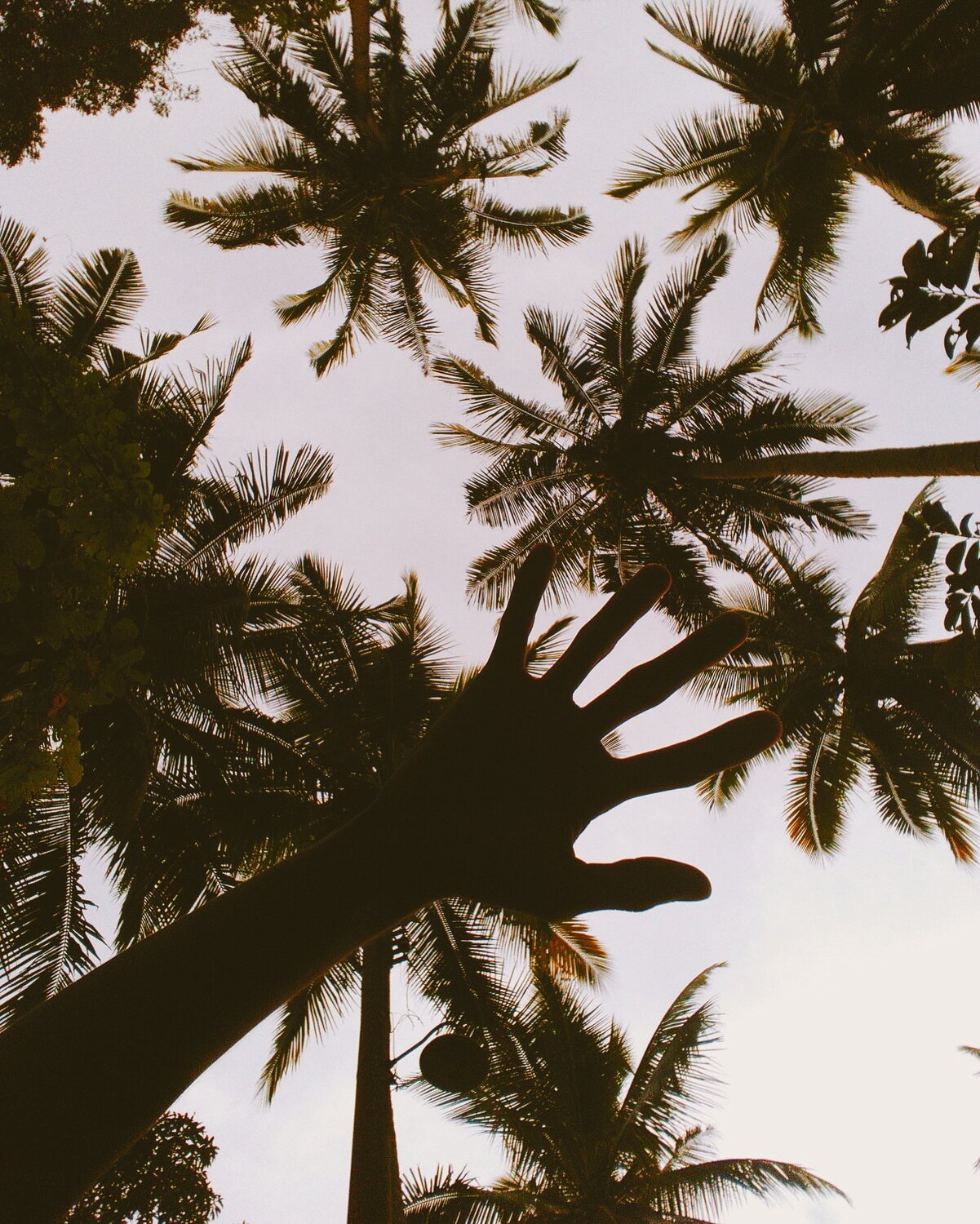 The Palm