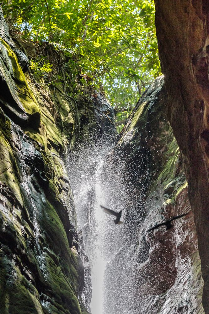 swallows in the cave