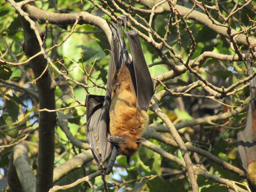 HANGING BAT