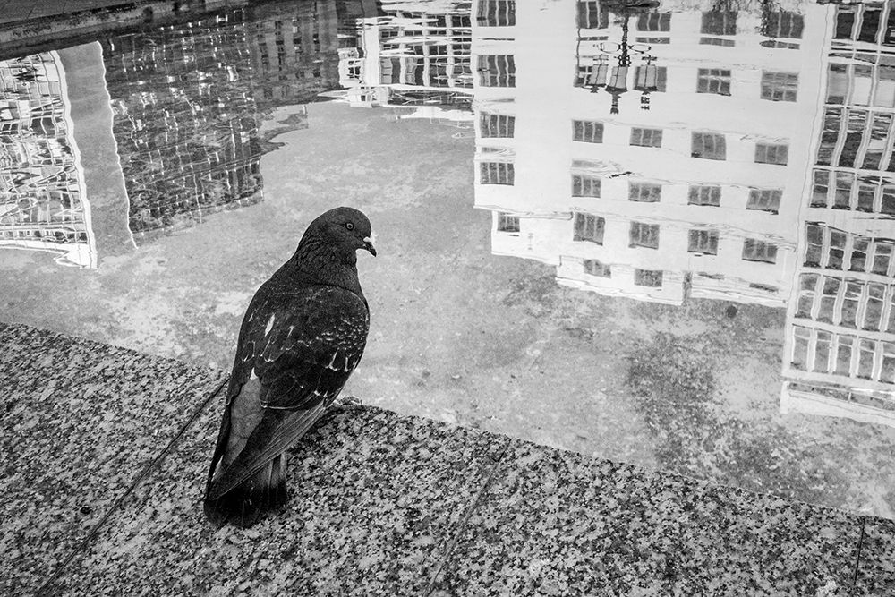 A pigeon in the city.