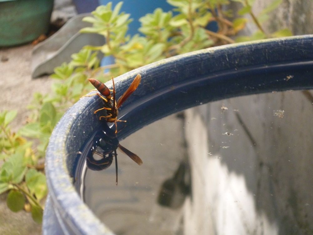 Sed y Reflejo Animal.