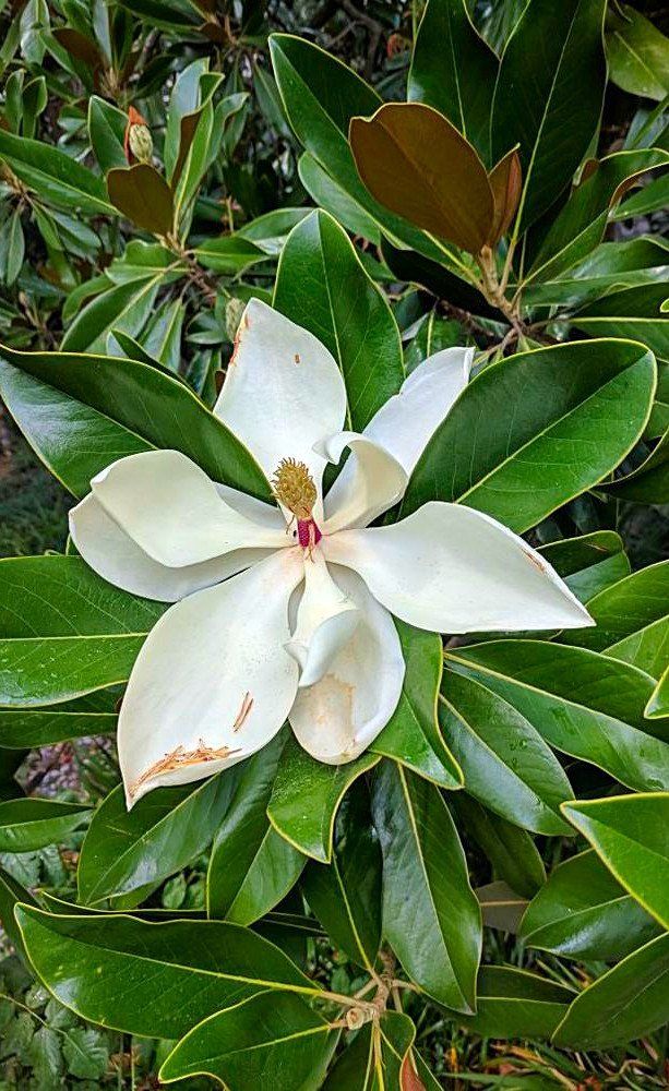 Магнолия отцветает