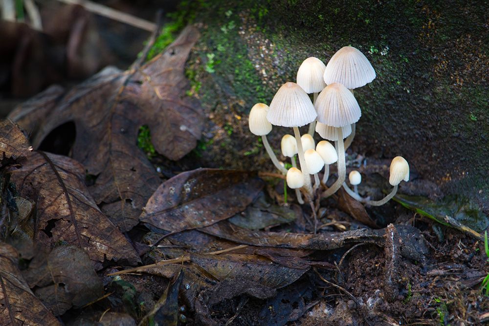Mushrooms in light Beam...