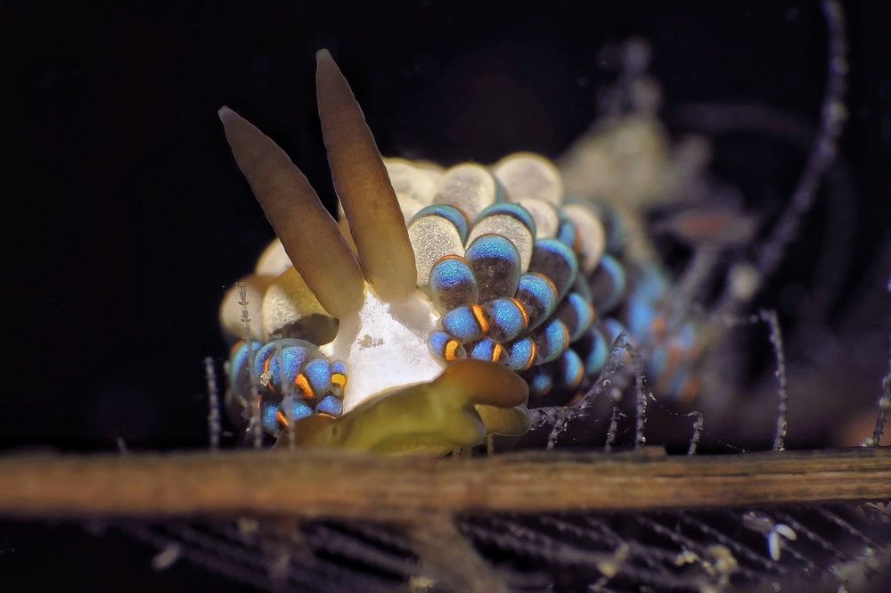 Underwater Macro