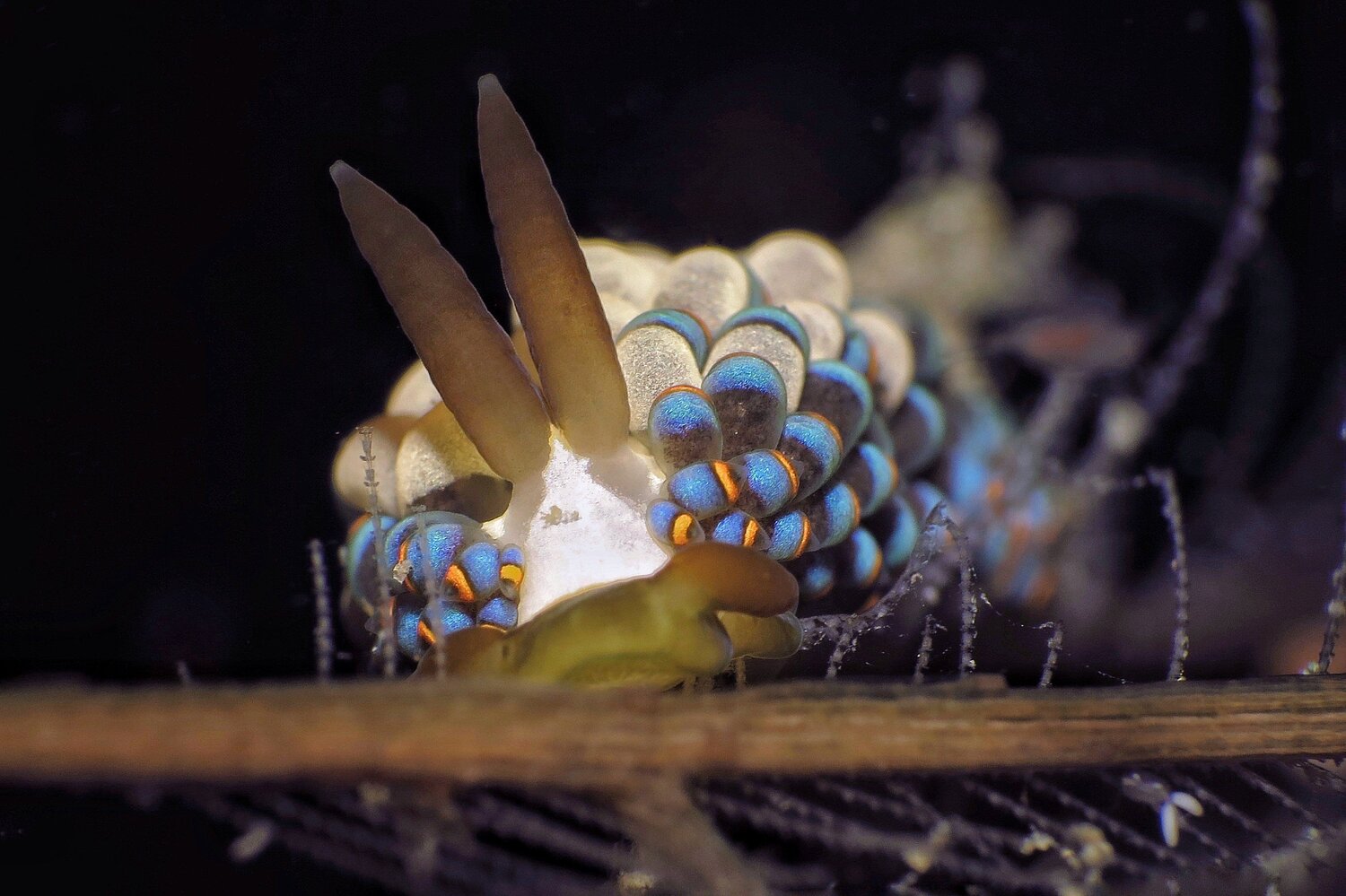 Underwater Macro