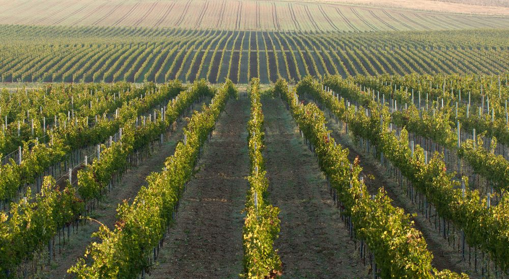 Геометрия вина