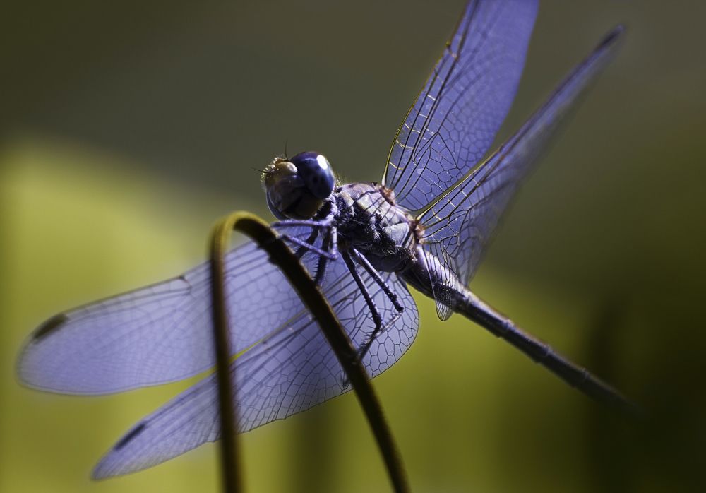 голубая стрекоза