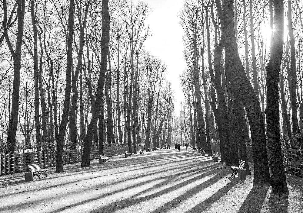 Когда деревья были большими