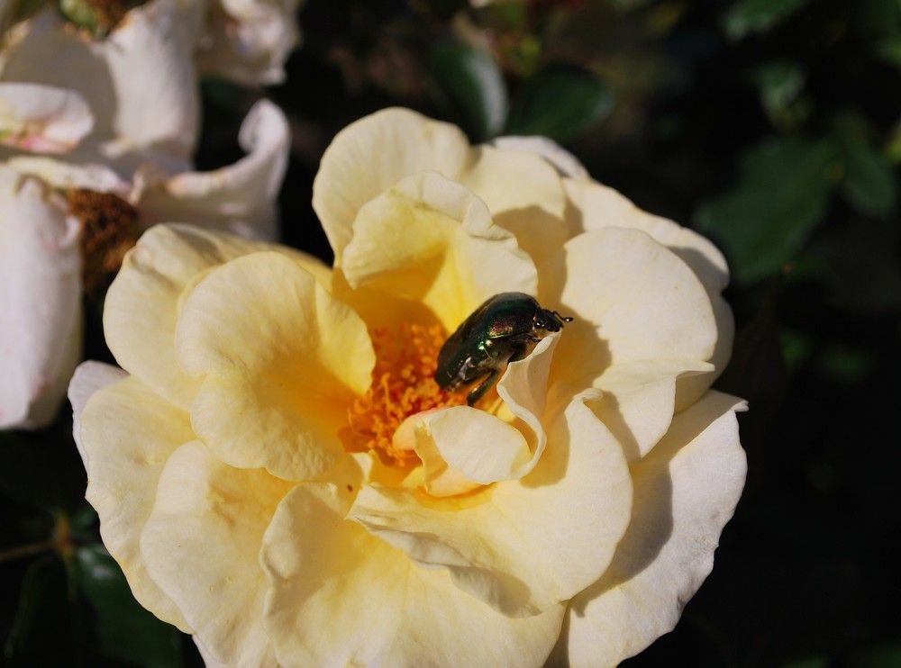 Все любят розы