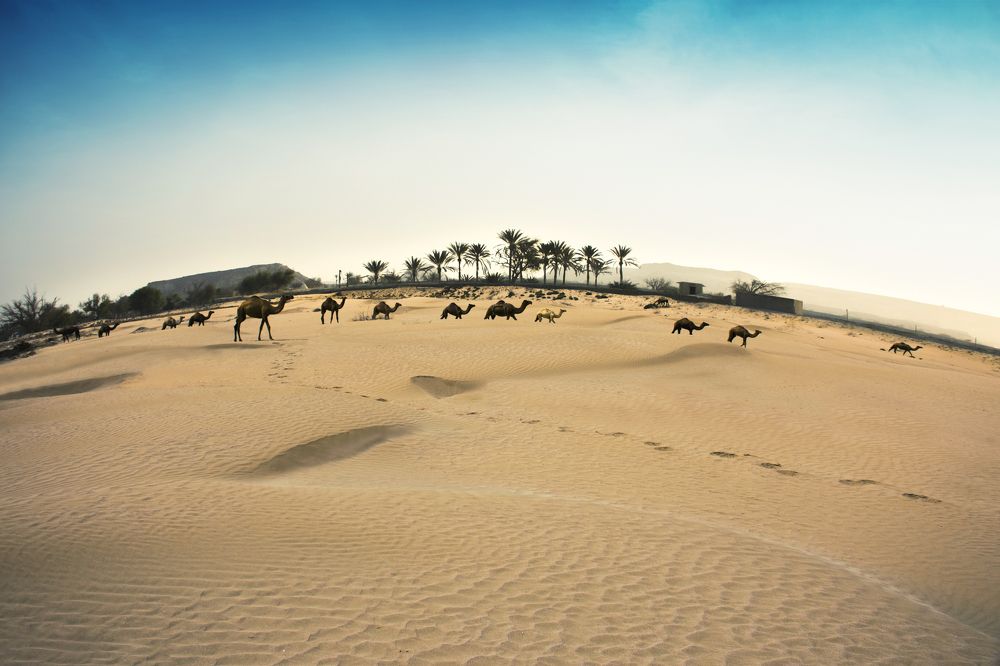 camels