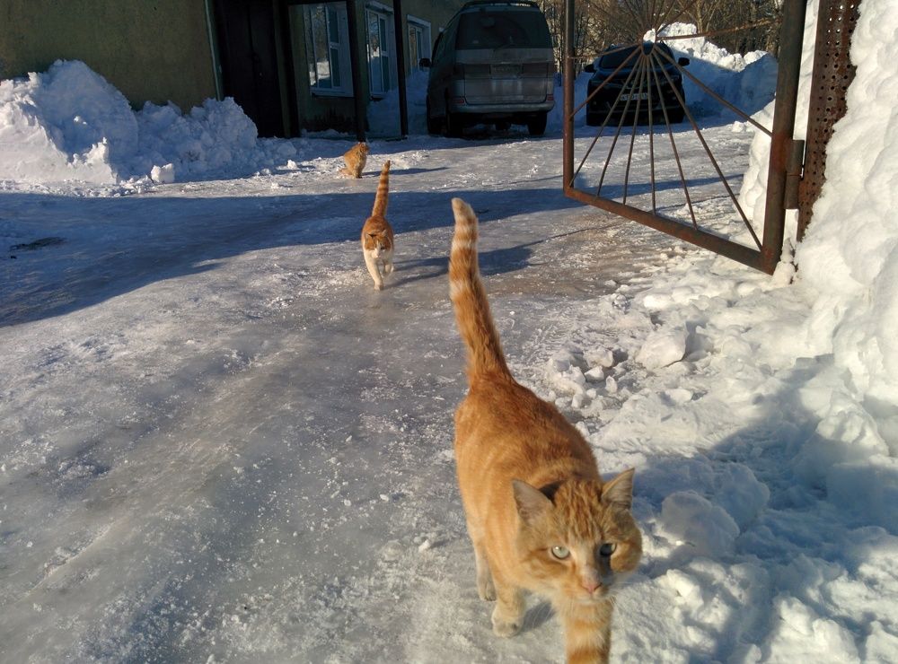 "Какого кота ты тут фотаешь?"