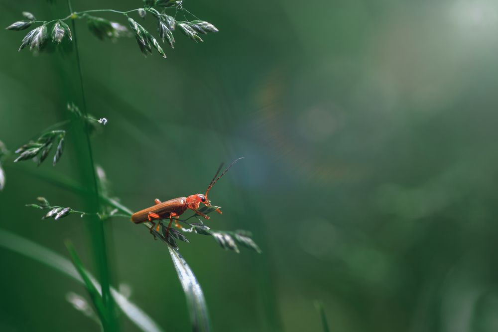 Мягкотелка цветочная