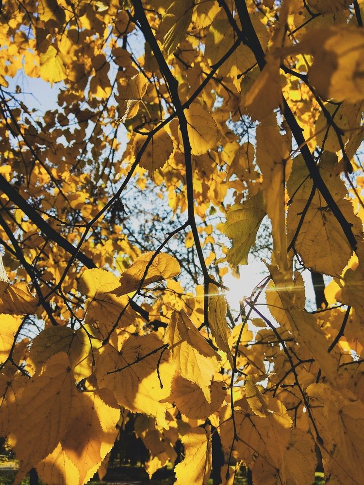 Photograph by Юлия Хоменко