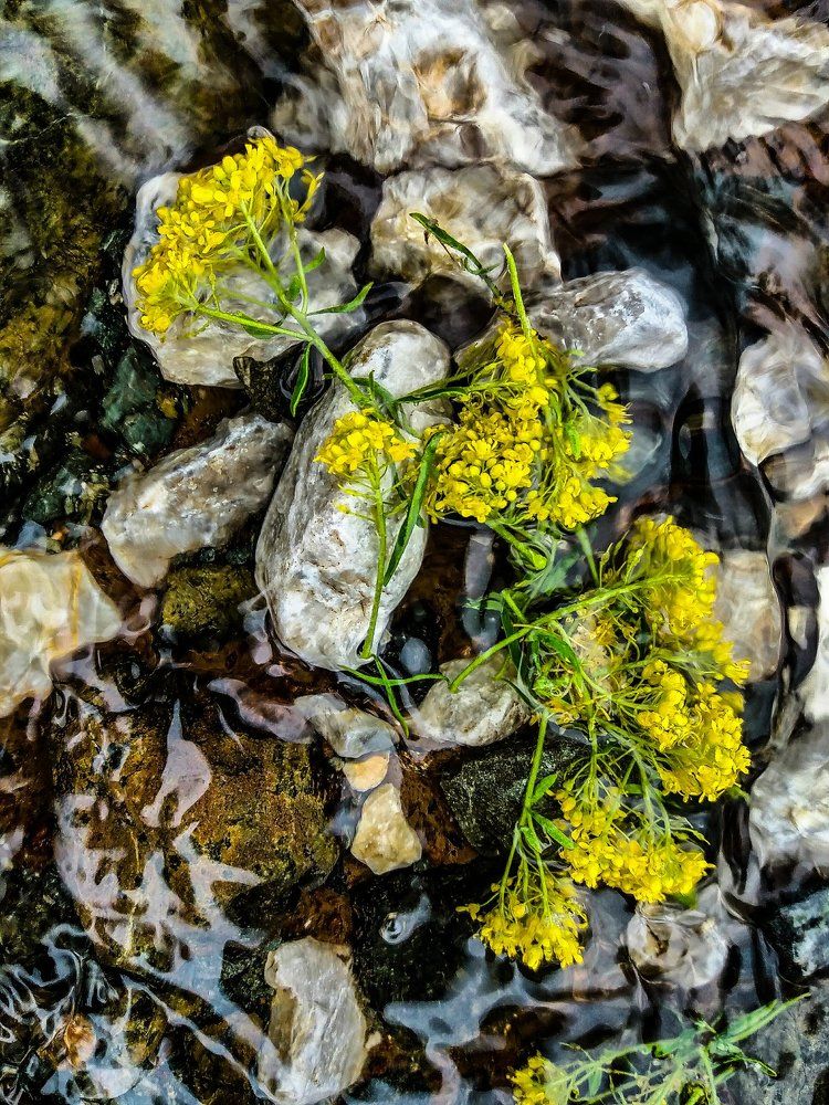 flowers in water