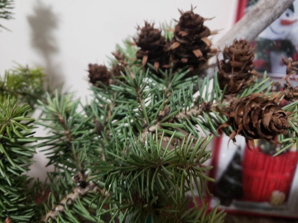 Green Pine