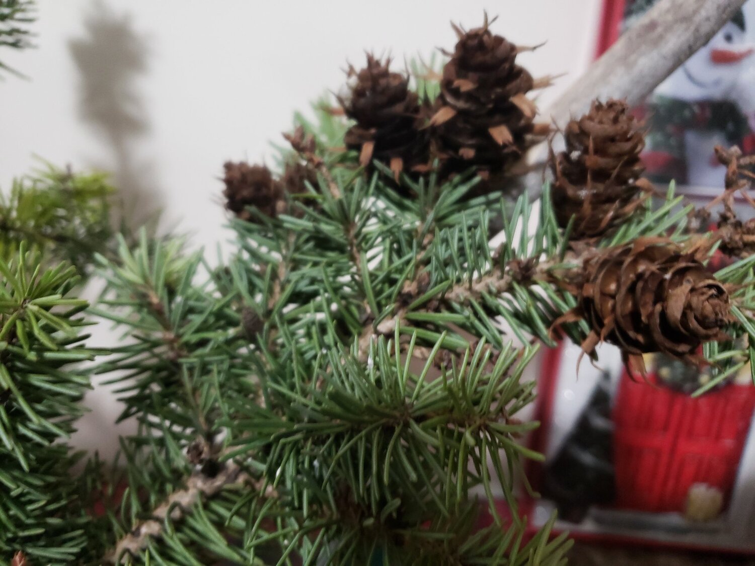 Green Pine