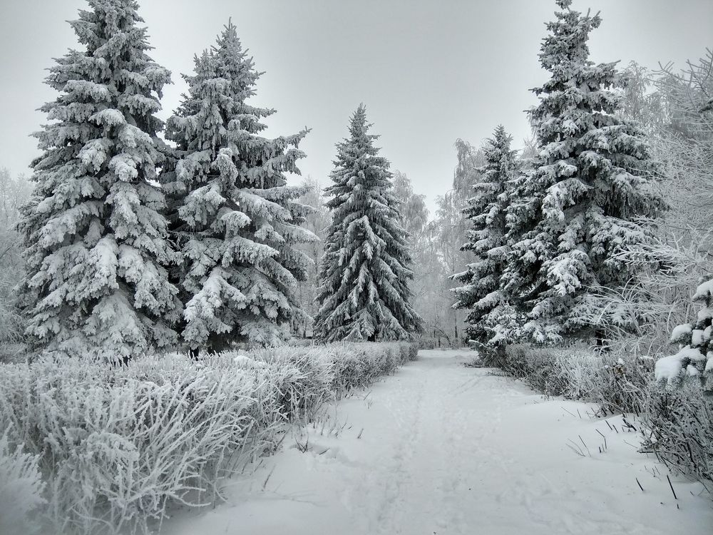 Парк под покровом снега