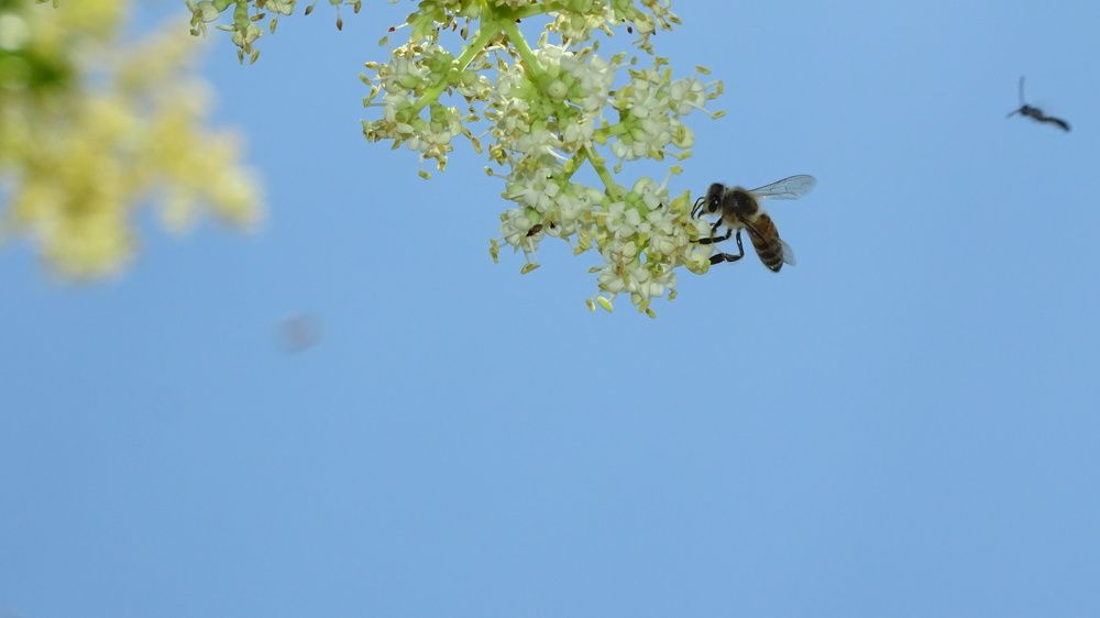 Bees