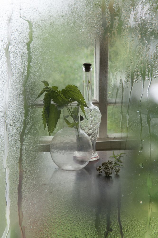 Дождливый натюрморт