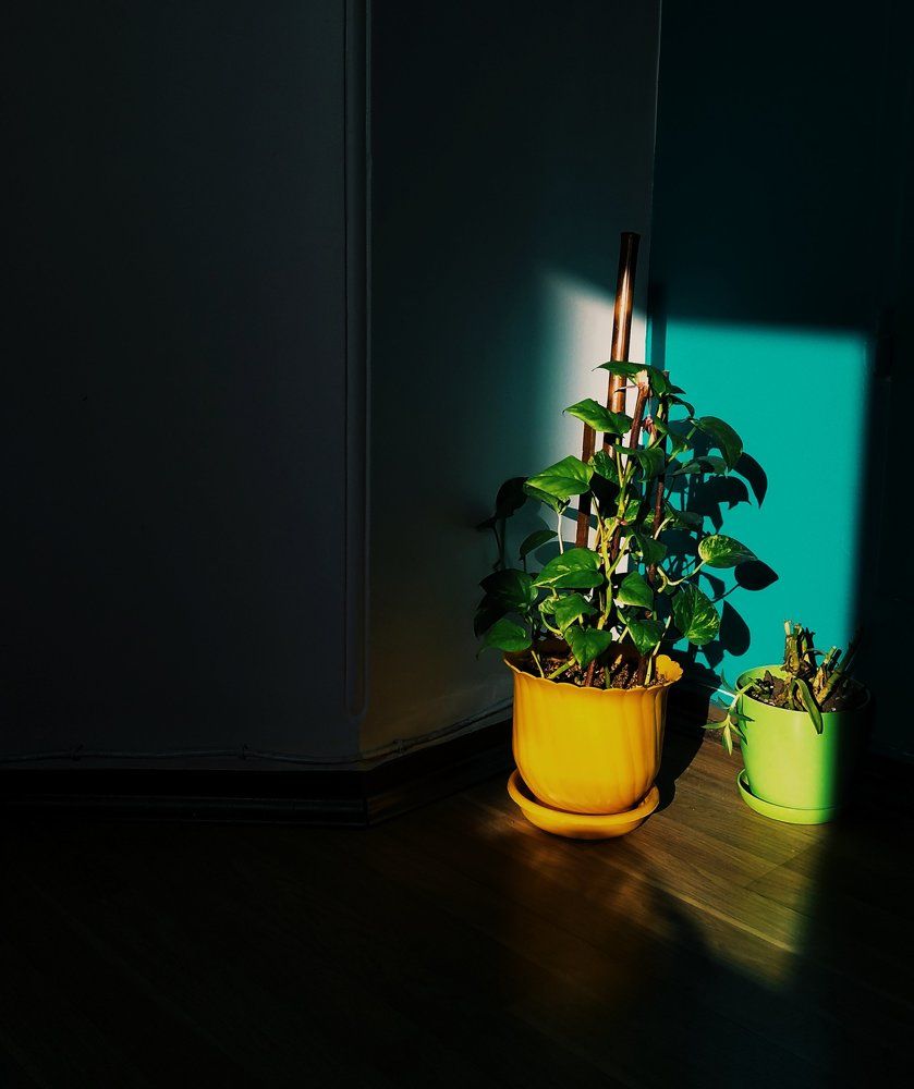 Photograph by Navid Matrian pour