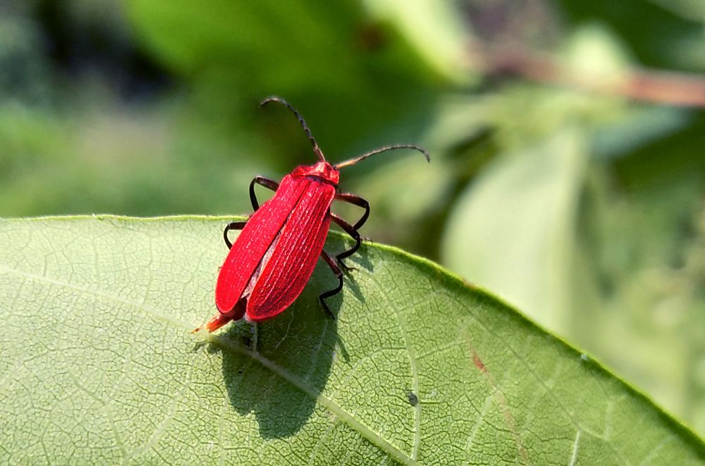 Red Beetle