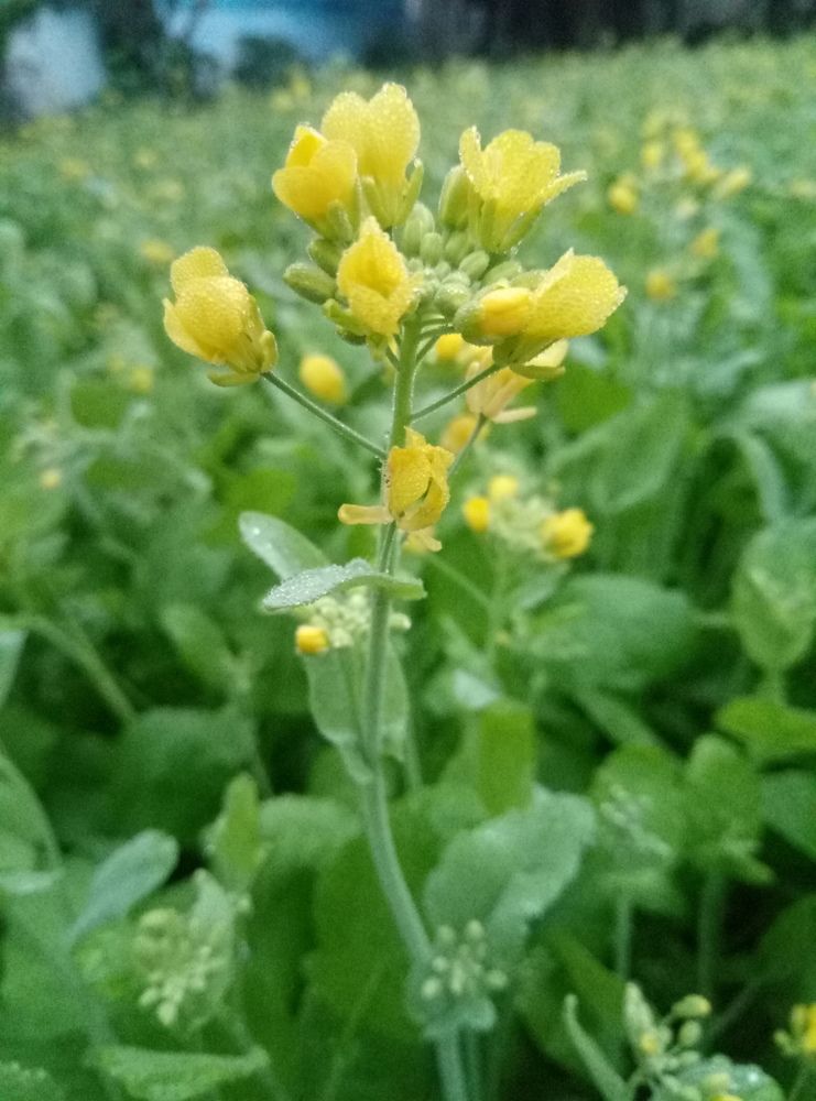 Mustard plant