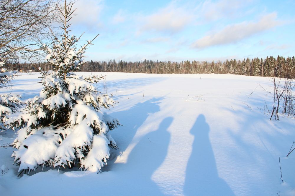 Зимний лес и мы