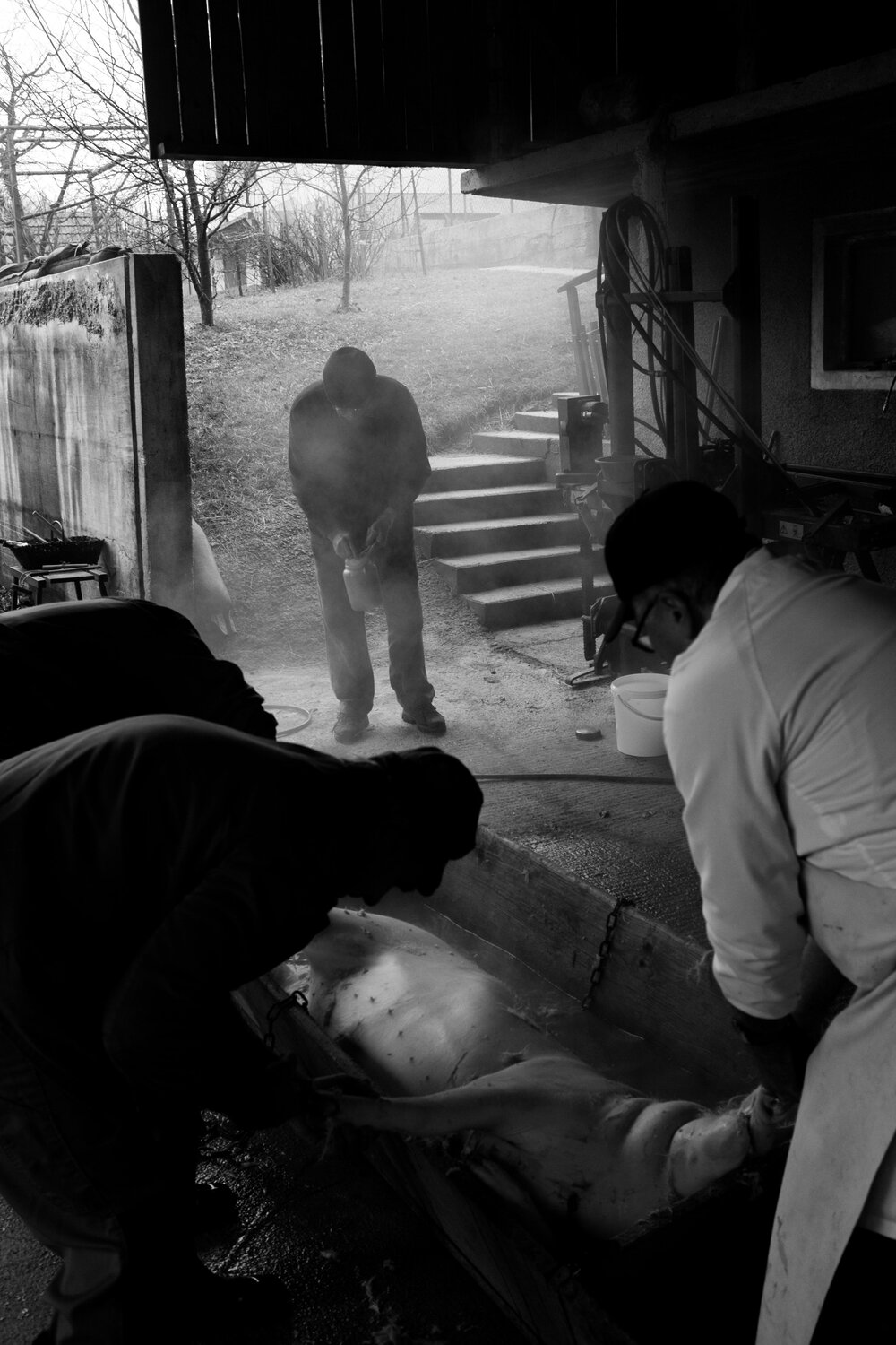 Pig Slaughter