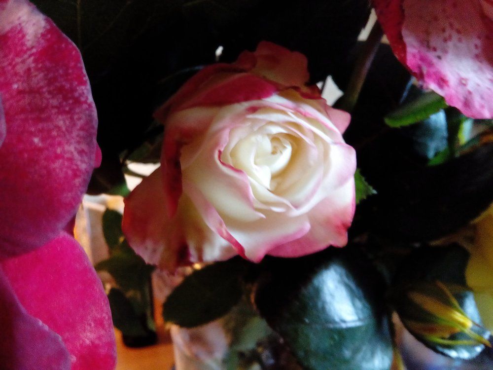 Королева цветов