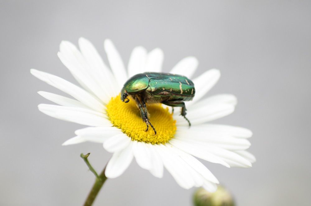 Бронзовка золотистая