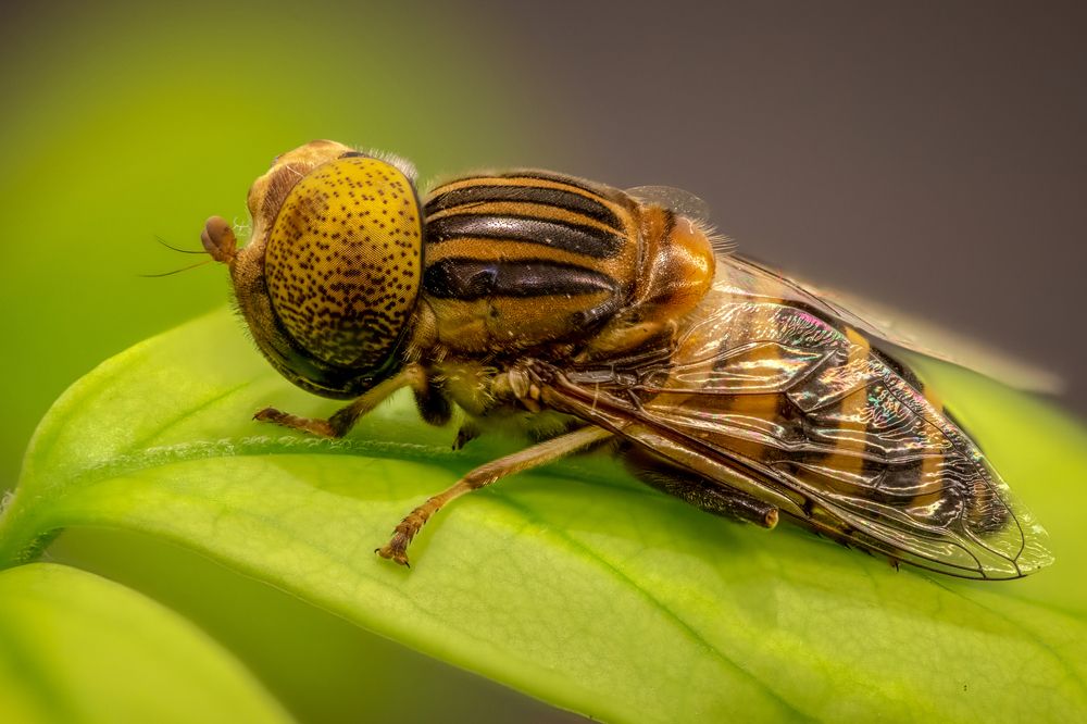 С добрым утром