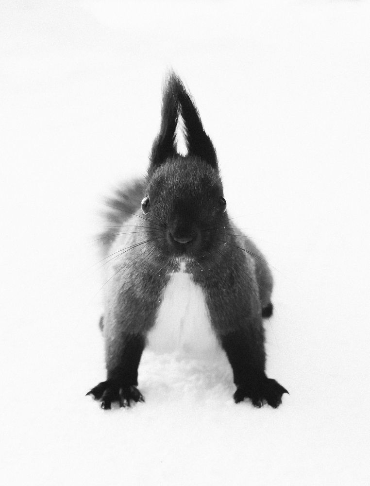 Photograph by Артур Салахутдинов