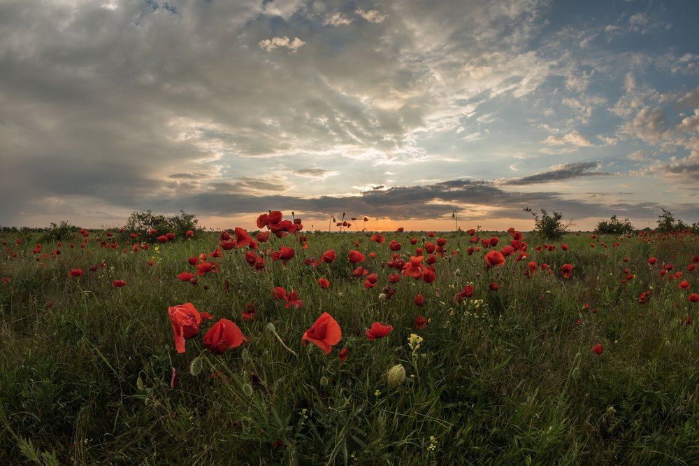 Маки в закатном свете