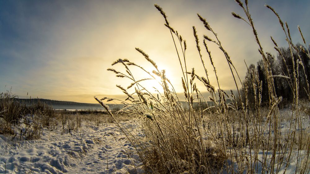 Зимние травы