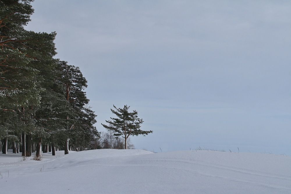 Сосны с снежные дюны