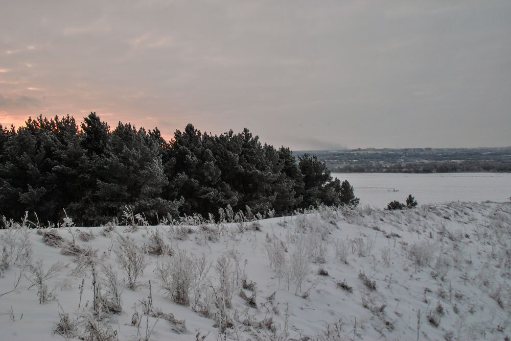 Последний лес