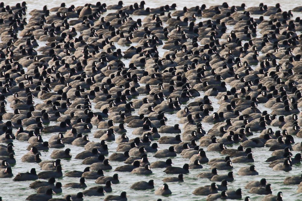 Зимою лысухам и в море сухо