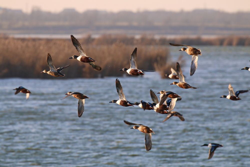 Широконоска