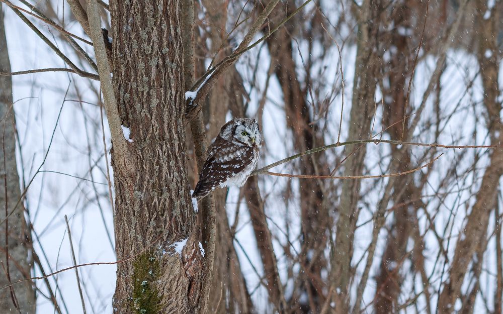 Мохноногий сычик
