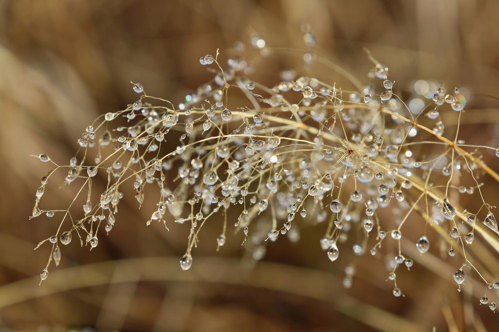 Утренние жемчуга
