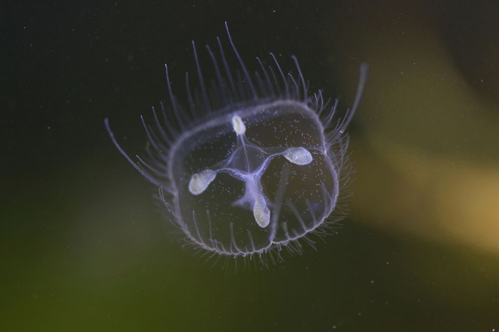 Пресноводная лимномедуза Craspedacusta