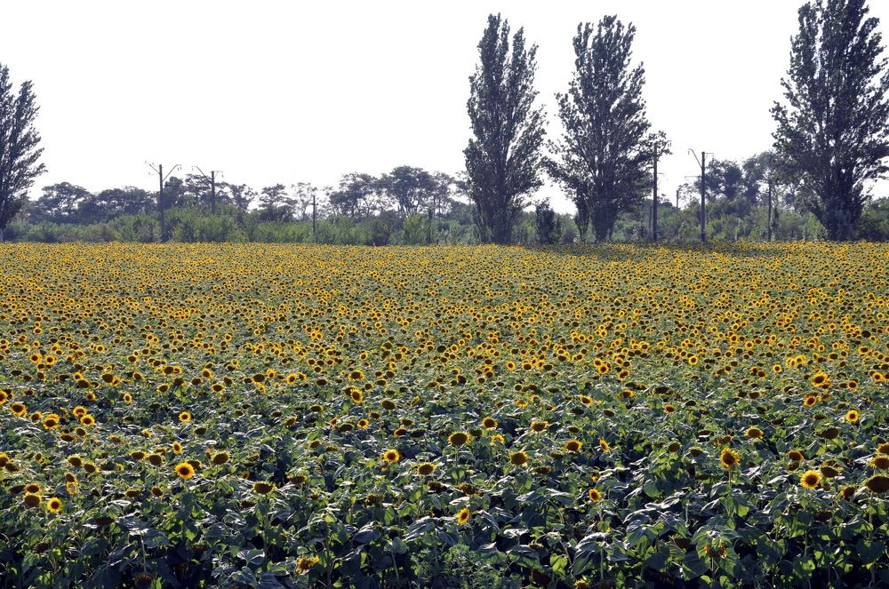 Подсолнухи