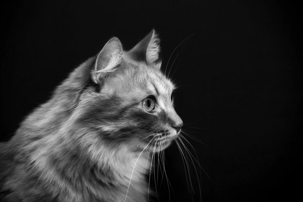 На самом деле я рыжий