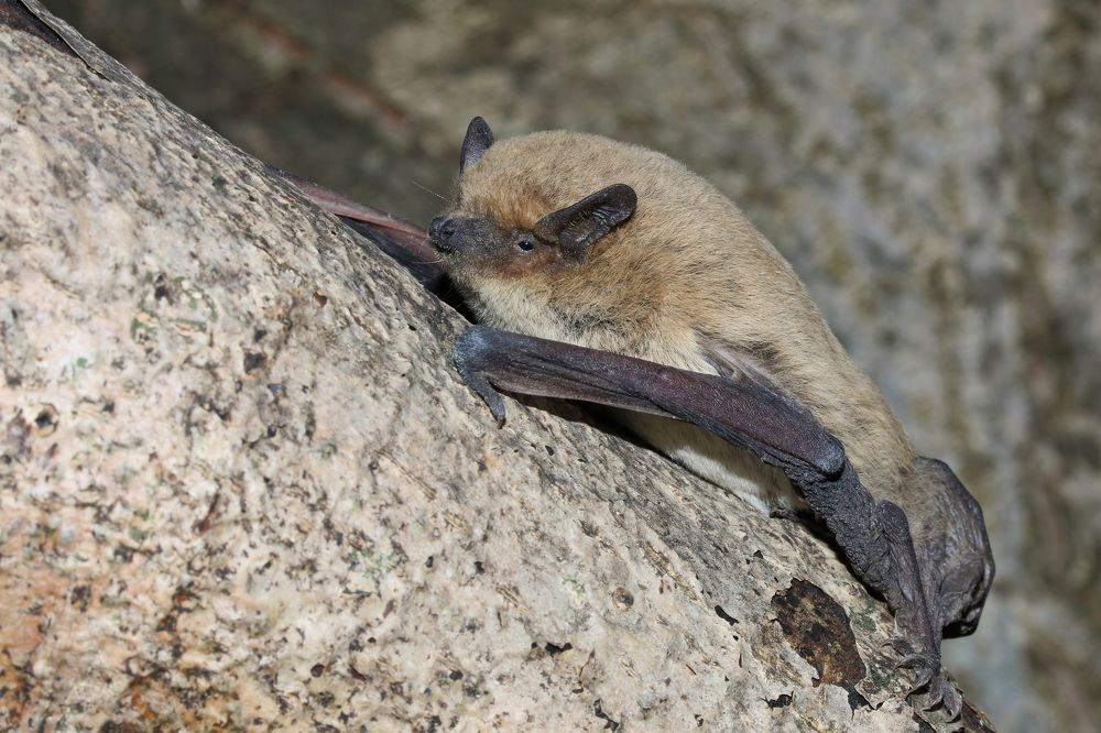 Кожан двухцветный