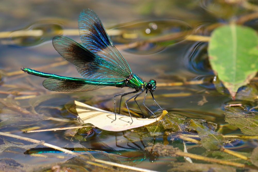 Красотка крымская