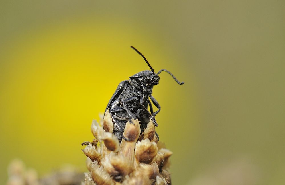 Дарт Вейдер или Звездные войны, Эпизод 333..