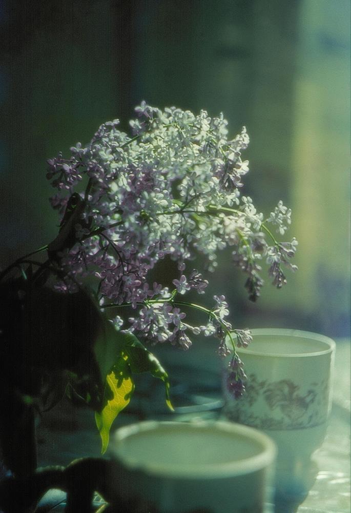 Ветка сирени