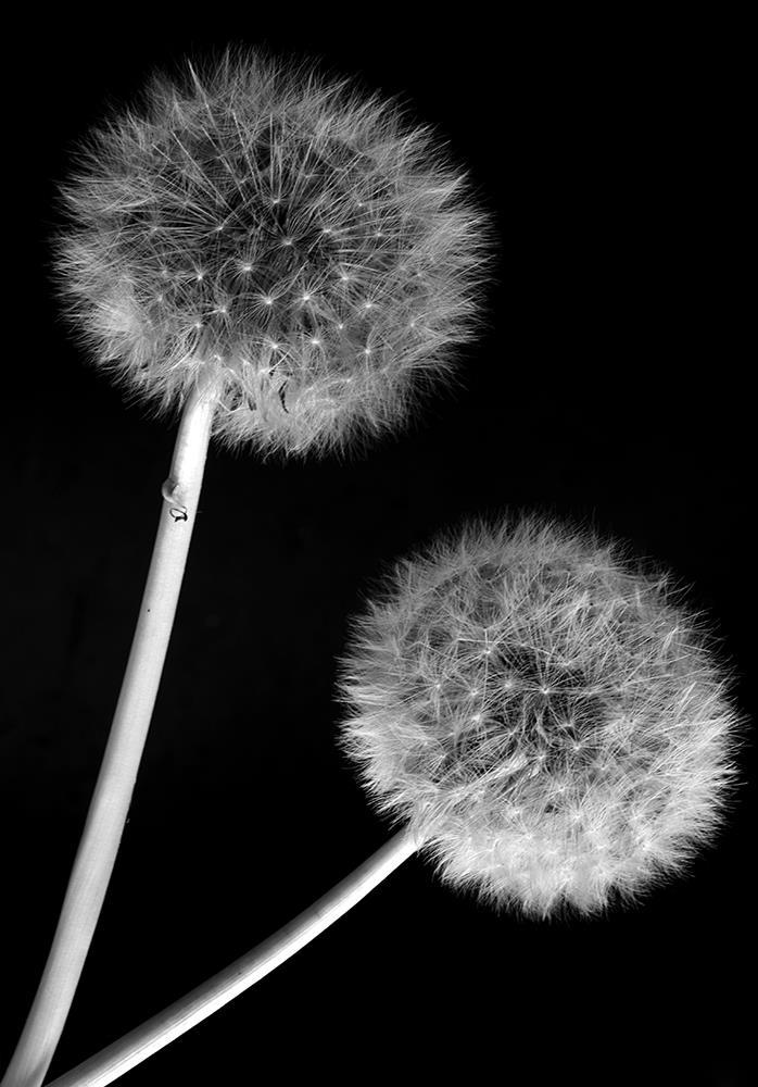 Про одуванчики