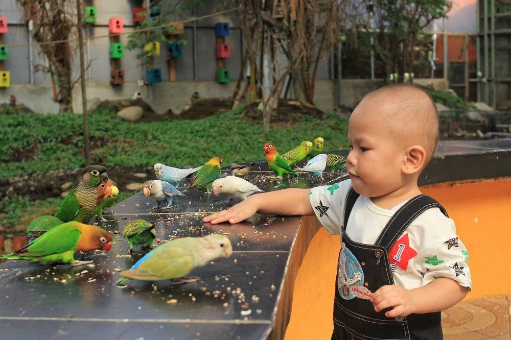 Bermain dengan burung